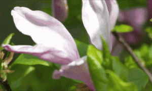 习近平与外国友人的故事｜花开满树情常在