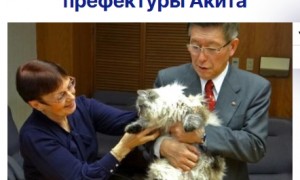 普京送给日本秋田县知事的猫因病死亡