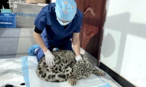 【牢记嘱托·看见美好中国】让高原生态永葆美丽底色