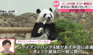 4只旅日大熊猫将回国 日本民众：“感谢带来的美好回忆”