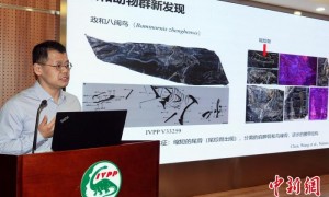 中国发现全球最古老鸟类“政和八闽鸟” 改写鸟类演化史