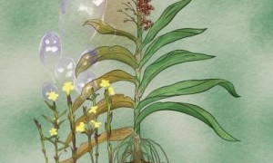中国科研团队为作物抵御寄生植物威胁提出解决方案