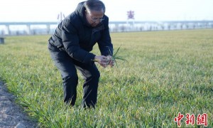 茹振钢代表的“麦田守望”