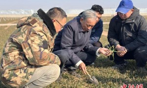 “麦痴”郭进考的变与不变