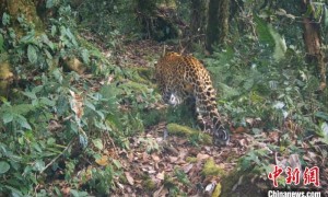 西藏雅鲁藏布大峡谷国家级自然保护区首次记录到金钱豹活动影像