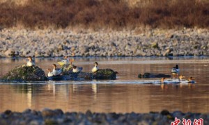 歙县完成安徽首个县域生物多样性调查 共记录物种近4千种