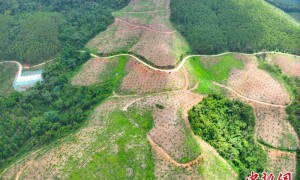 广西建成全国首批马尾松3代无性系种子园