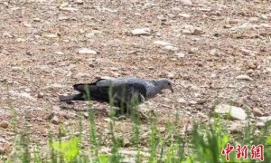 “鸟类天堂”六盘山再添新成员 鸟类记录增加至336种