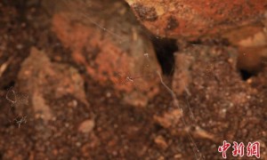 江西发现蜘蛛新物种 为研究呵叻蛛属适应区域提供依据