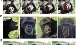 国际最新研究：机器人“打哈欠” 黑猩猩被传染