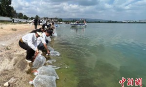 云南江川举行增殖放流活动 逾54万尾鱼游入星云湖