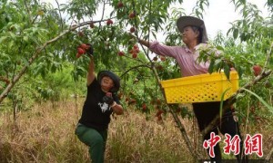 一颗桃子的两岸融合之路
