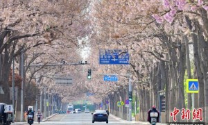 共建“花园城市” 北京这场议政会“百花齐放”