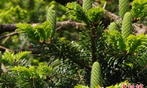 “两山”20年观澜：浙江庆元生态为“帆”徜徉发展蓝海