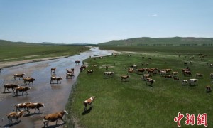 （文化中国行）草原千年迁徙路：传统与现代共舞