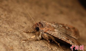 布冈夜蛾何以飞越千里？国际最新研究发现或能利用星辰导航