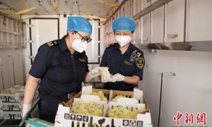黑龙江省首批进口法国祖代种鸡顺利入境
