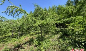 吉林良种基地创新技术破解日本落叶松低产难题