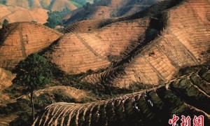 从荒山到林海 广东续写“岳山造林”绿美新篇章
