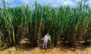 中国热带牧草“草根”逆袭：科技“种”出南方养畜新未来