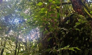 国家二级重点保护野生植物茶果樟在云南龙陵新增分布点