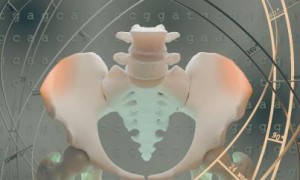 人类为何能双足直立行走？最新研究发现髂骨演化经历重要两步