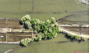 国际最新研究：世界大战中沉没于海洋残骸成野生动物家园