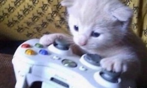 盘点游戏生物之大狗和小猫