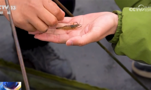 万象“耕”新不负春 希望的田野上农业现代化图景满满“科技范儿”