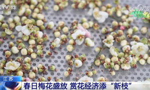 “赏花游”推动文旅市场“一路繁花” “春日经济”释放新活力