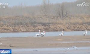 珍稀野生动物打卡“朋友圈” 春天里的中国绘就壮美生态画卷