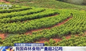 我国森林食物去年产量超2亿吨 成第三大重要农产品