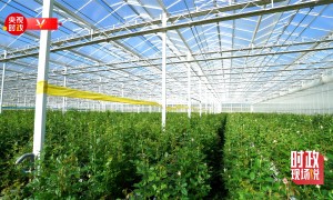 时政现场说丨“美丽产业”造福群众 生活像花儿一样美