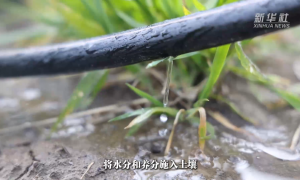 智慧灌溉、水肥一体——看农业生产中的节水“妙招”