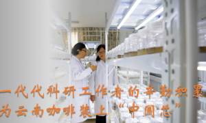 “从种子到杯子” “云咖”味飘香——云南咖啡产业发展一线观察