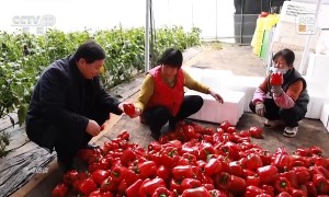 焦点访谈丨负担轻了、干劲足了 基层减负促实干担当