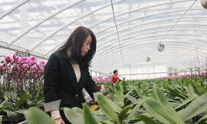 【乡路上，感受脉动中国】蝴蝶兰盛放 为乡村振兴“增色添香”