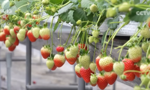 “春赏花、秋食果”沉浸式感受神州大地满园春色和澎湃活力