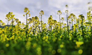 移轴带你看春天｜赏春花、趣春游，在山间田野赴一场春日之约！