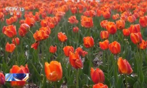 科学管理助力春耕 各地田间地头热闹迎春