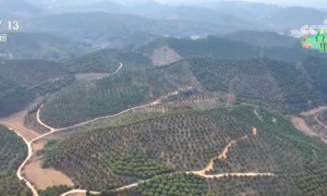 万象“耕”新绘“丰”景 各地多彩春耕画面拼就“三农”丰收盛景图