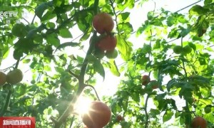 如何破除人才土地资金流动壁垒？从《政府工作报告》看乡村全面振兴→