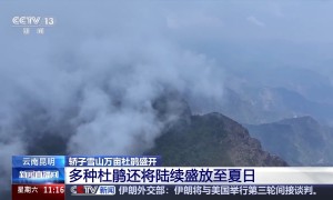 “五一”去哪儿？攀登华山有“外挂” 雪山杜鹃醉春光
