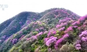 听音乐、赏美景、品美食……“颜值”变“产值”激活乡村春日消费新场景