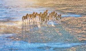 可可西里保护更有科技范儿（美丽中国）