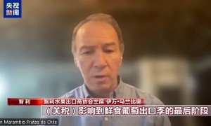 总台记者探访丨应季的水果棘手的关税 智利水果产业“愁”