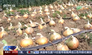 小麦收获、圆葱产销旺、水稻长势好……乡村处处是“丰”景