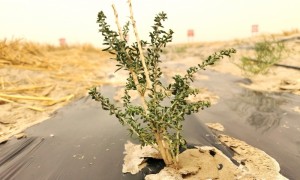 环着沙漠看新疆丨百亿方水唤醒台特玛湖