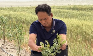 环着沙漠看新疆｜看平凡治沙人种下的“春天”