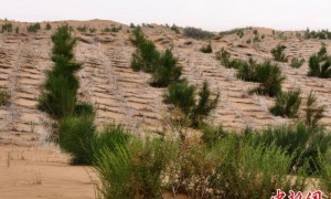 阿拉善绿色长城诞生记